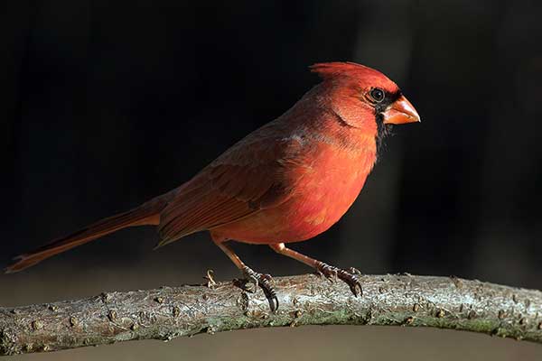 Kardynał szkarłatny (Cardinalis cardinalis)