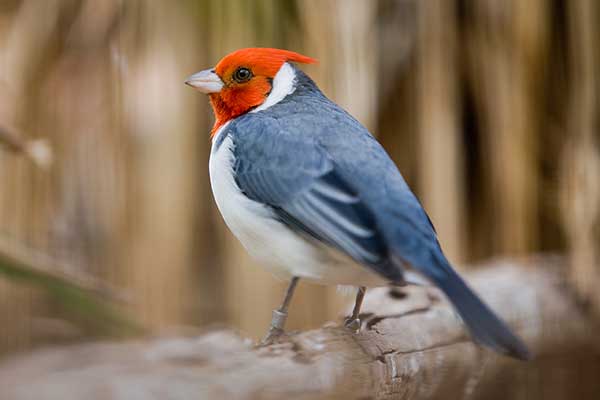 Kardynałek czubaty (Paroaria coronata)