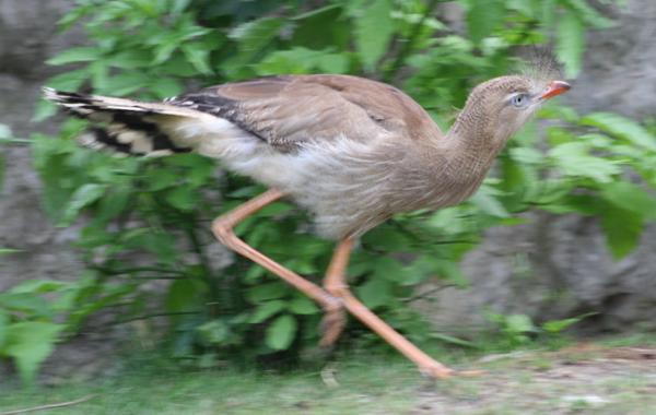 Kariama czerwononoga (Cariama cristata)