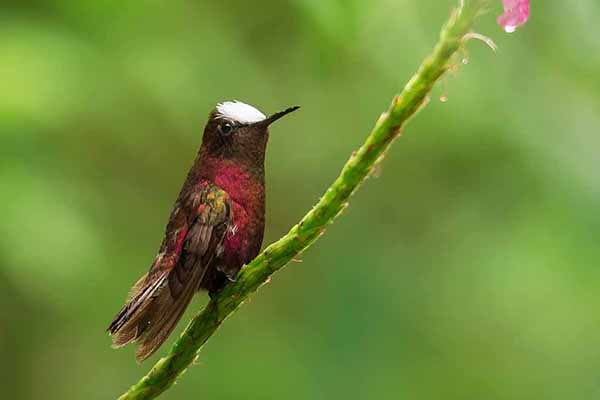 Karliczek (Microchera albocoronata)