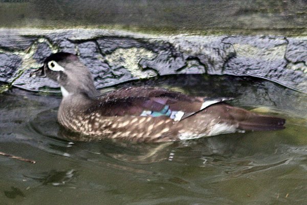 Karolinka (Aix sponsa)