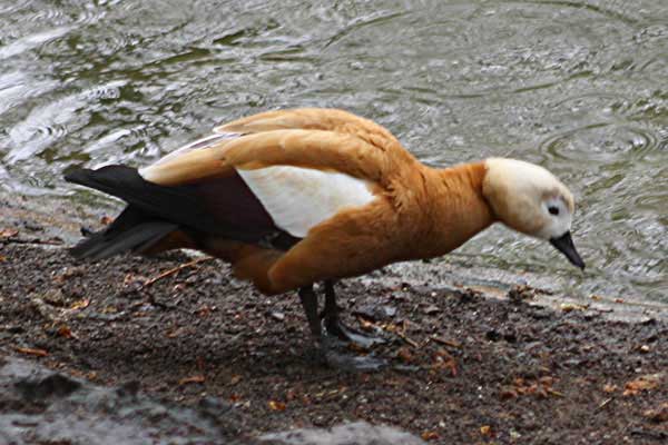 Kazarka rdzawa (Tadorna ferruginea)