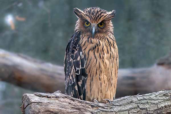 Ketupa płowa (Bubo ketupu)