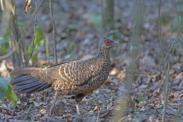 Kiściec nepalski (Lophura leucomelanos)