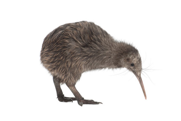 Kiwi brunatny, kiwi południowy (Apteryx australis)