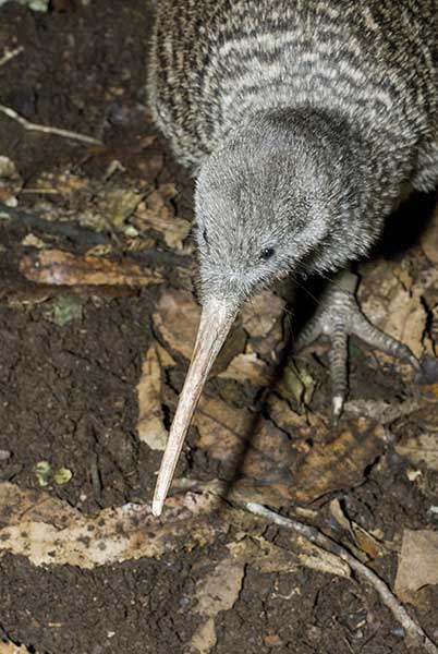 Kiwi plamisty (Apteryx haastii)