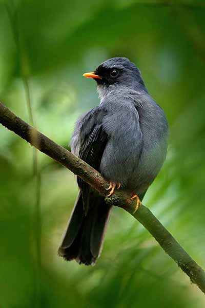 Klarnetnik czarnolicy (Myadestes melanops)