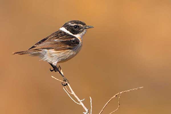 Kląskawka kanaryjska (Saxicola dacotiae)