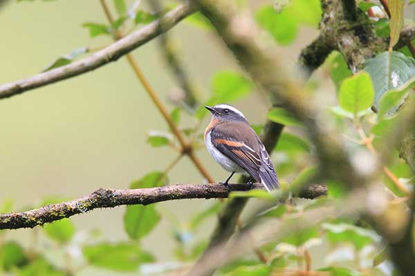 Kląszczyk rudopierśny (Ochthoeca rufipectoralis)