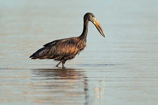 Kleszczak afrykański (Anastomus lamelligerus)