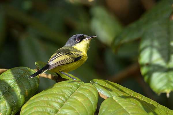 Klinodziobek szary (Todirostrum cinereum)