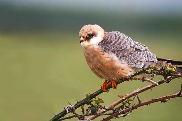 Kobczyk (zwyczajny) (Falco vespertinus)