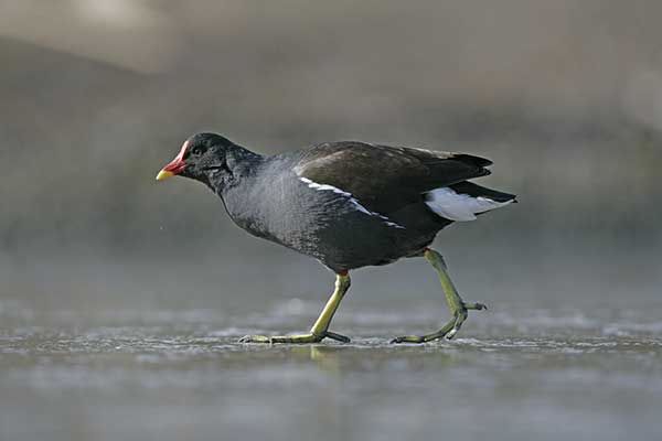 Kokoszka (zwyczajna) (Gallinula chloropus)