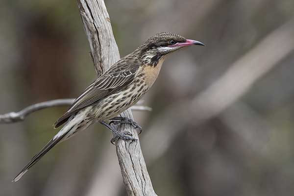 Kolcoliczek (Acanthagenys rufogularis)