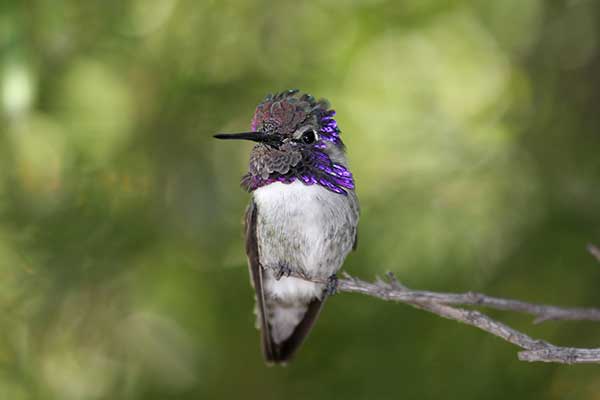 Koliberek kalifornijski (Calypte costae)