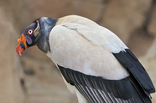 Kondor królewski (Sarcoramphus papa)