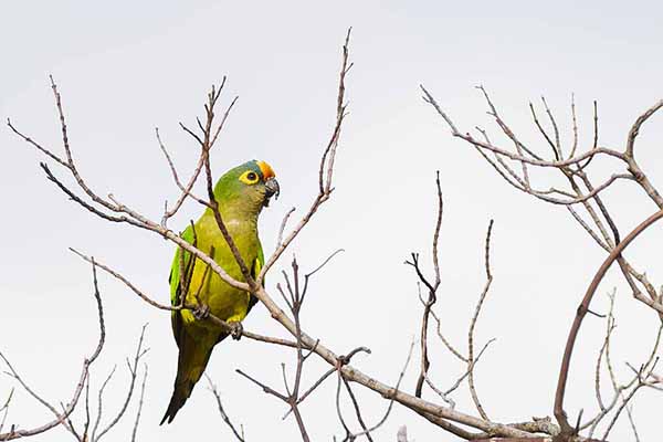 Konura brazylijska (Eupsittula aurea)