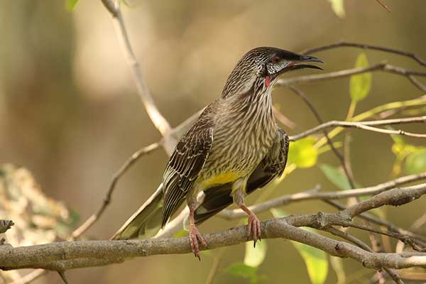 Koralicowiec czerwony (Anthochaera carunculata)