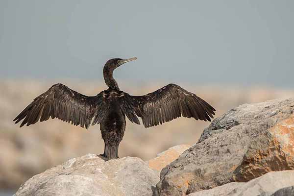 Kormoran arabski (Phalacrocorax nigrogularis)