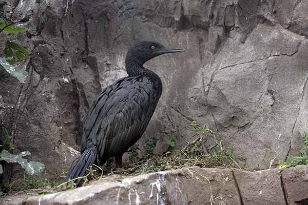 Kormoran białorzytny (Phalacrocorax neglectus)