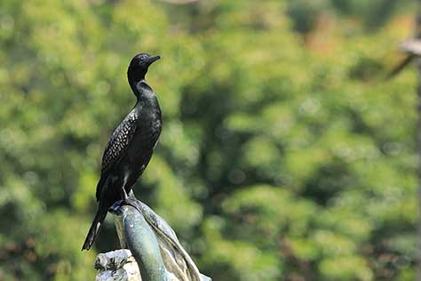 Kormoran bruzdodzioby (Phalacrocorax sulcirostris)