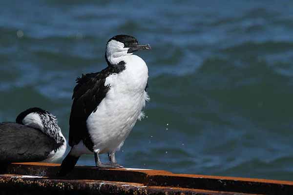 Kormoran czarnoczelny (Phalacrocorax fuscescens)