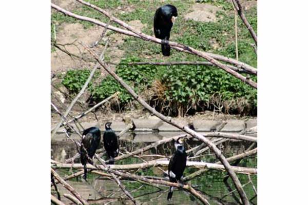 Kormoran czarny (Phalacrocorax carbo)