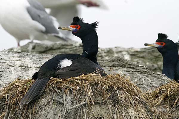 Kormoran czerwonoczelny (Urile urile)