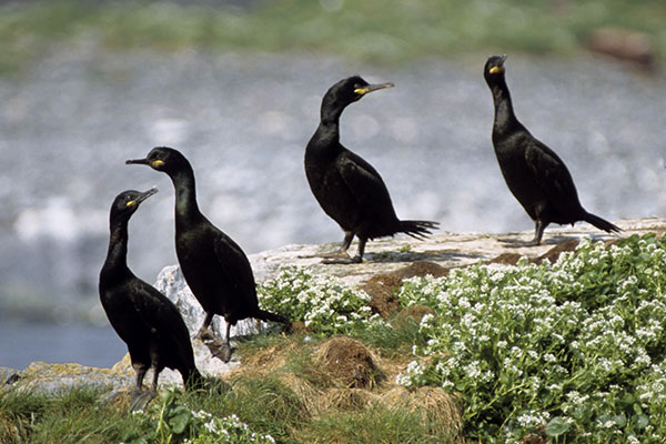 Kormoran czubaty (Gulosus aristotelis)