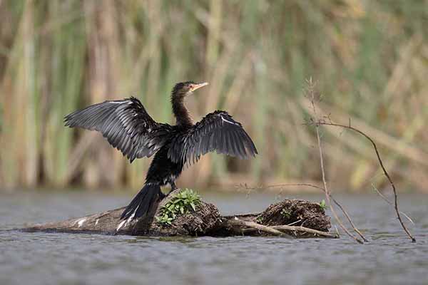 Kormoran etiopski (Microcarbo africanus)