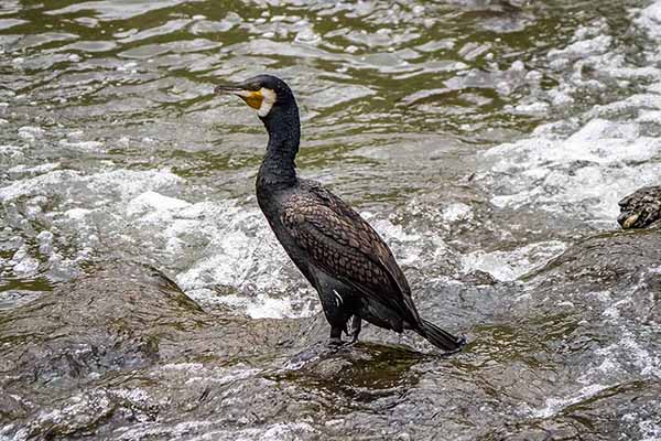 Kormoran japoński (Phalacrocorax capillatus)