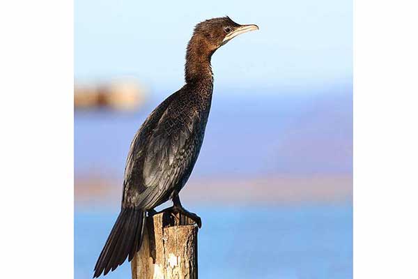 Kormoran mały (Microcarbo pygmaeus)