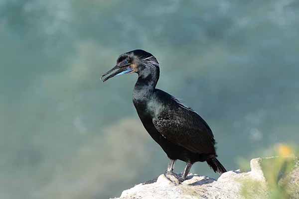 Kormoran modrogardły (Urile penicillatus)