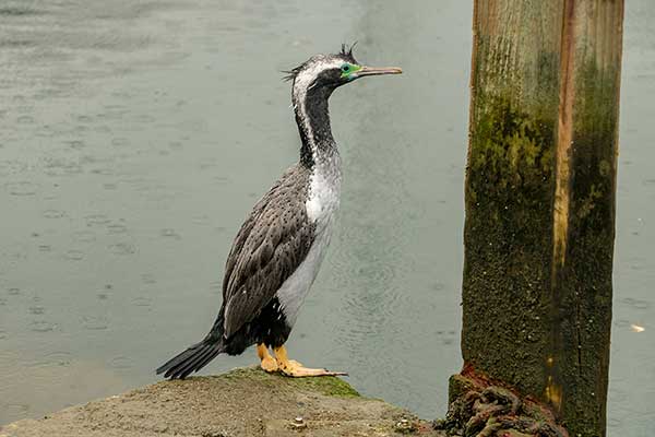 Kormoran nakrapiany (Phalacrocorax punctatus)