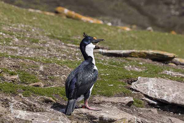 Kormoran niebieskooki (Leucocarbo atriceps)