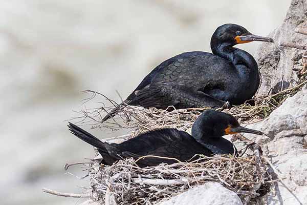 Kormoran przylądkowy (Phalacrocorax capensis)