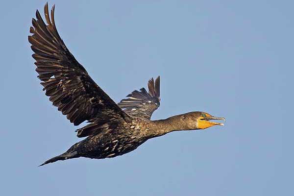 Kormoran rogaty (Nannopterum auritum)