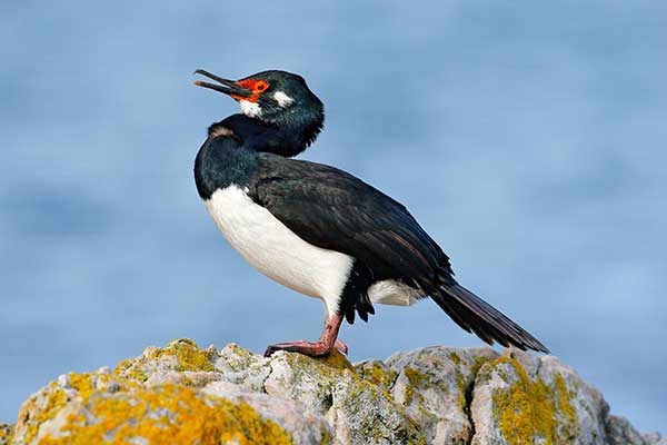 Kormoran skalny (Leucocarbo magellanicus)