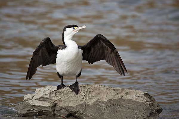 Kormoran srokaty (Phalacrocorax varius)