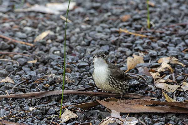 Korołaz białogardły (Cormobates leucophaea)