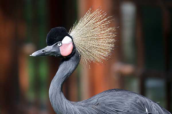 Koronnik czarny (Balearica pavonina)