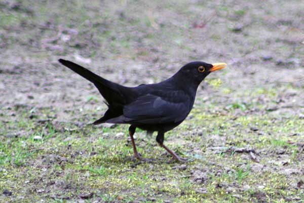 Kos (Turdus merula)