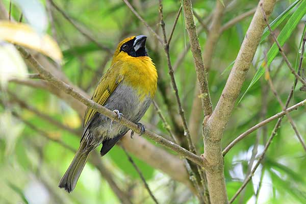 Kostogryz białobrzuchy (Caryothraustes poliogaster)