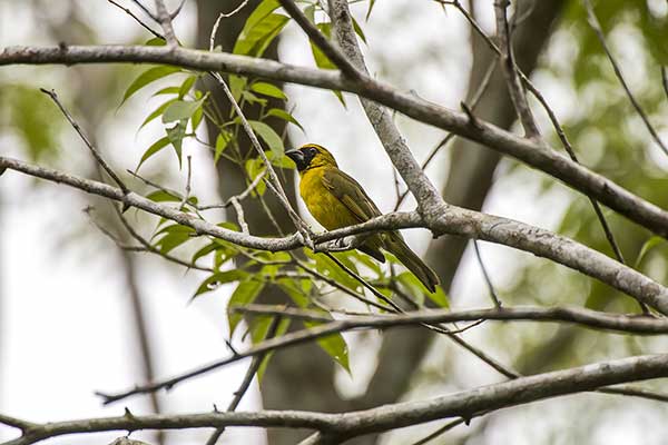 Kostogryz maskowy (Caryothraustes canadensis)