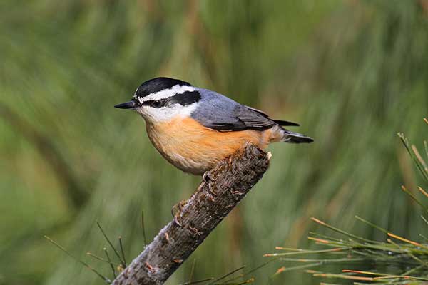 Kowalik czarnogłowy (Sitta canadensis)