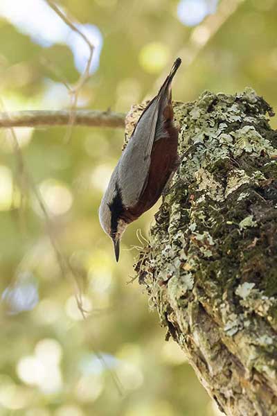 Kowalik kasztanowaty (Sitta castanea)