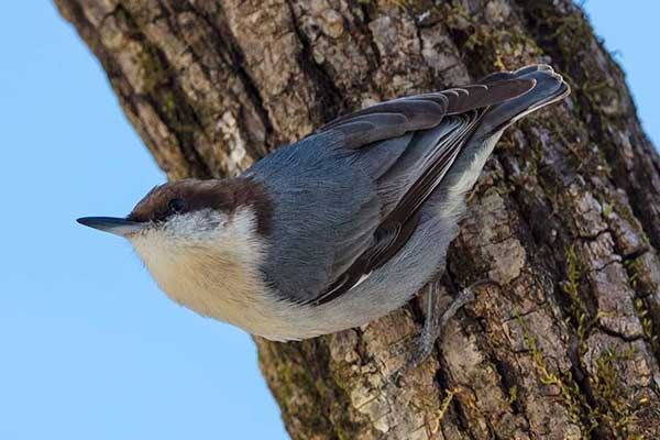 Kowalik malutki (Sitta pusilla)