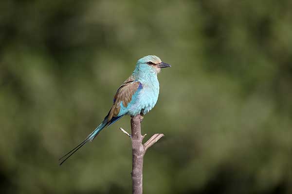 Kraska abisyńska (Coracias abyssinicus)