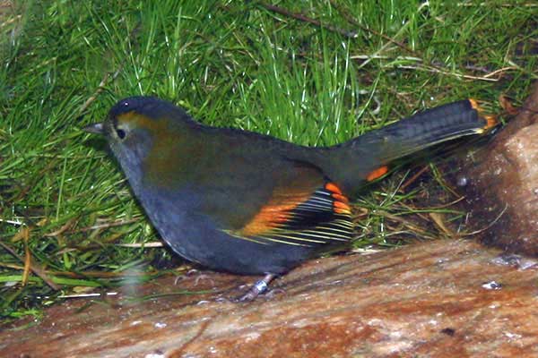 Krasnoliczek szarolicy (Liocichla omeiensis)