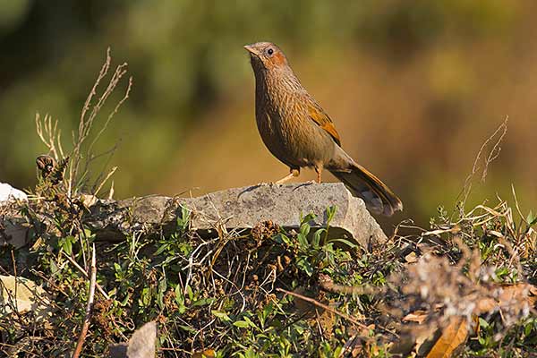 Krasnosójkowiec paskowy (Trochalopteron lineatum)